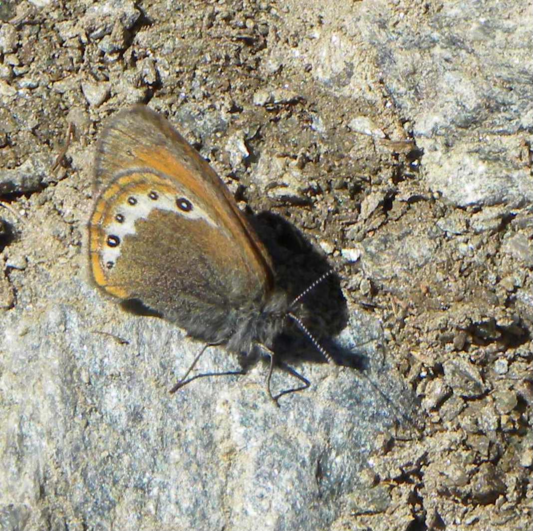 farfalla da identificare